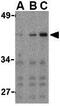 Interferon Regulatory Factor 3 antibody, GTX10632, GeneTex, Western Blot image 