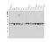 WW Domain Containing Oxidoreductase antibody, M01223, Boster Biological Technology, Western Blot image 