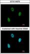 E2F-binding site-modulating activity protein antibody, GTX114373, GeneTex, Immunofluorescence image 