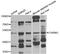 Cholinergic Receptor Nicotinic Gamma Subunit antibody, A06571, Boster Biological Technology, Western Blot image 