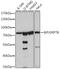 Heat Shock Protein Family A (Hsp70) Member 5 antibody, GTX32636, GeneTex, Western Blot image 