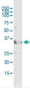Protein unc-119 homolog A antibody, H00009094-B01P-50ug, Novus Biologicals, Immunoprecipitation image 