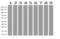 PYM Homolog 1, Exon Junction Complex Associated Factor antibody, UM800101, Origene, Western Blot image 