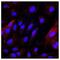 Plasmalemma Vesicle Associated Protein antibody, NBP2-19868, Novus Biologicals, Immunocytochemistry image 