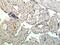 Kallikrein Related Peptidase 15 antibody, NBP2-11749, Novus Biologicals, Immunohistochemistry frozen image 