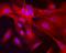 Transgelin antibody, AF7886, R&D Systems, Immunocytochemistry image 