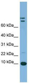 Trefoil Factor 1 antibody, TA338917, Origene, Western Blot image 