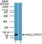 Vestigial Like Family Member 2 antibody, PA5-23368, Invitrogen Antibodies, Western Blot image 