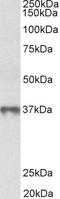 Methionine Adenosyltransferase 2B antibody, LS-C155039, Lifespan Biosciences, Western Blot image 