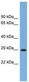 RASL8C antibody, TA344734, Origene, Western Blot image 