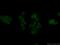 ETS Transcription Factor ERG antibody, 14356-1-AP, Proteintech Group, Immunofluorescence image 