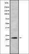 RAB22A, Member RAS Oncogene Family antibody, orb338616, Biorbyt, Western Blot image 