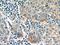 Putative protein TIGA1 antibody, 24698-1-AP, Proteintech Group, Immunohistochemistry frozen image 