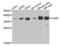 Gap Junction Protein Beta 3 antibody, orb135570, Biorbyt, Western Blot image 