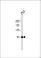 POU Class 6 Homeobox 2 antibody, PA5-35115, Invitrogen Antibodies, Western Blot image 