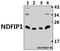 Nedd4 Family Interacting Protein 1 antibody, A04644-1, Boster Biological Technology, Western Blot image 