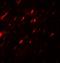 Angiopoietin-related protein 3 antibody, LS-B12150, Lifespan Biosciences, Immunofluorescence image 