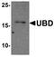Ubiquitin D antibody, PA5-72864, Invitrogen Antibodies, Western Blot image 