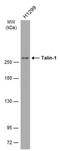 Talin 1 antibody, MA5-27787, Invitrogen Antibodies, Western Blot image 