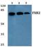 FMR1 Autosomal Homolog 2 antibody, PA5-75233, Invitrogen Antibodies, Western Blot image 