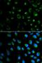 Frataxin antibody, LS-C331670, Lifespan Biosciences, Immunofluorescence image 