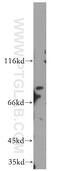 Microtubule Affinity Regulating Kinase 4 antibody, 20174-1-AP, Proteintech Group, Western Blot image 