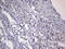 Adiponectin, C1Q And Collagen Domain Containing antibody, LS-C339191, Lifespan Biosciences, Immunohistochemistry paraffin image 