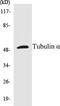Tubulin Alpha 1a antibody, EKC1580, Boster Biological Technology, Western Blot image 