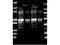 Protein A antibody, PA1-26853, Invitrogen Antibodies, Western Blot image 