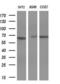 P21 (RAC1) Activated Kinase 4 antibody, LS-C791178, Lifespan Biosciences, Western Blot image 