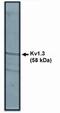 Potassium Voltage-Gated Channel Subfamily A Member 3 antibody, PA1-12654, Invitrogen Antibodies, Western Blot image 