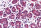 RIM antibody, MBS243987, MyBioSource, Immunohistochemistry frozen image 
