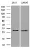 DIRAS Family GTPase 2 antibody, MA5-27145, Invitrogen Antibodies, Western Blot image 