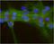 AC3 antibody, PA5-72985, Invitrogen Antibodies, Immunofluorescence image 