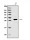 Triggering Receptor Expressed On Myeloid Cells Like 2 antibody, A02150-3, Boster Biological Technology, Western Blot image 