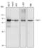 Raf-1 Proto-Oncogene, Serine/Threonine Kinase antibody, MAB4540, R&D Systems, Western Blot image 