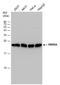 RNA Binding Motif Protein 8A antibody, GTX131387, GeneTex, Western Blot image 