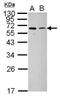  antibody, NBP2-21583, Novus Biologicals, Western Blot image 