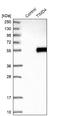 T Cell Immunoglobulin And Mucin Domain Containing 4 antibody, NBP1-87569, Novus Biologicals, Western Blot image 