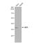 Interferon Regulatory Factor 9 antibody, NBP2-16991, Novus Biologicals, Western Blot image 
