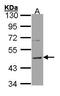 Histamine Receptor H3 antibody, GTX100386, GeneTex, Western Blot image 