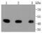 Mitogen-Activated Protein Kinase Kinase 1 antibody, NBP2-67358, Novus Biologicals, Western Blot image 