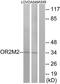 Olfactory Receptor Family 2 Subfamily M Member 2 antibody, TA316447, Origene, Western Blot image 