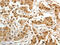 Proteasome 26S Subunit, Non-ATPase 14 antibody, CSB-PA644570, Cusabio, Immunohistochemistry frozen image 