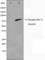 Protein Kinase C Delta antibody, abx011389, Abbexa, Western Blot image 