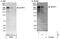 Multiple PDZ Domain Crumbs Cell Polarity Complex Component antibody, NBP1-49975, Novus Biologicals, Western Blot image 