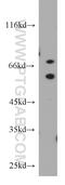 EBF Transcription Factor 3 antibody, 21148-1-AP, Proteintech Group, Western Blot image 