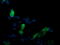 Mitogen-Activated Protein Kinase Kinase 3 antibody, LS-C174545, Lifespan Biosciences, Immunofluorescence image 