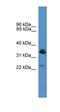 Synaptoporin antibody, orb331048, Biorbyt, Western Blot image 