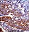 Natriuretic Peptide Receptor 1 antibody, PA5-71876, Invitrogen Antibodies, Immunohistochemistry paraffin image 